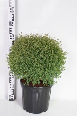 Tuja vakarinė (Lot Thuja occ.) 'Mr Bowling Ball' C7,5/P26 30-40 CM