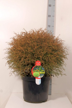 Tuja vakarinė (Lot Thuja occ.) 'Mr Bowling Ball' C12 50-60 CM