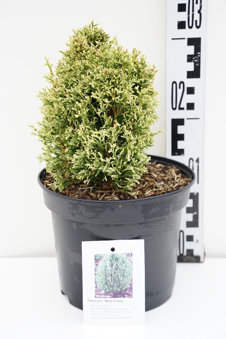 Tuja vakarinė (Lot Thuja occ.) 'Miss Frosty' C3/P19 20-25 CM