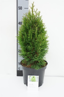 Tuja vakarinė (Lot Thuja occ.) 'Miky' C3/P19 30-40 CM
