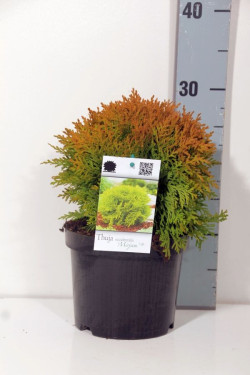 Tuja vakarinė (Lot Thuja occ.) 'Mirjam' C2/P17 15-20 CM | TUJOS | SPYGLIUOČIAI