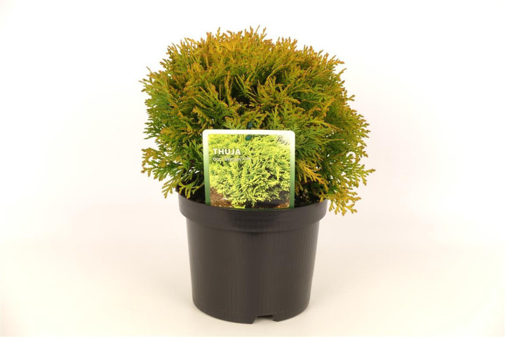 Tuja vakarinė (Lot Thuja occ.) 'Mirjam' C2/P17 20-25 CM | TUJOS | SPYGLIUOČIAI