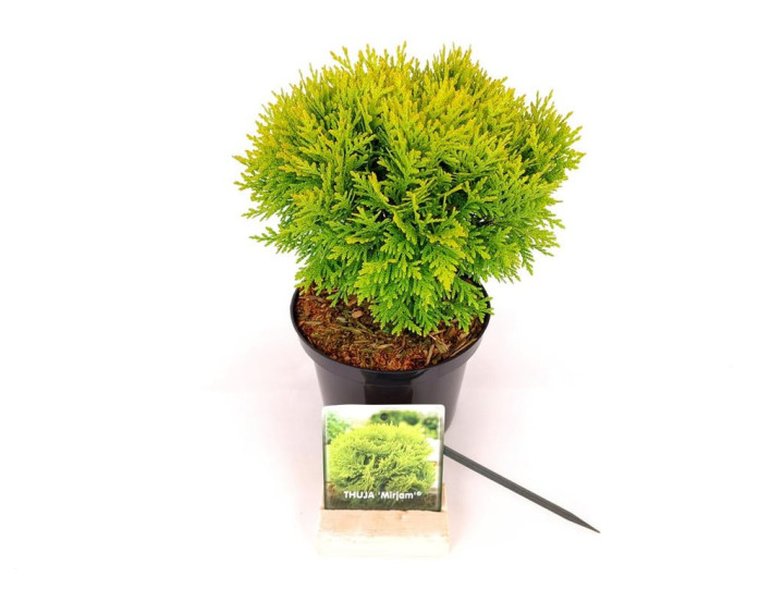 Tuja vakarinė (Lot Thuja occ.) 'Mirjam' C2/P17 20-25 CM | TUJOS | SPYGLIUOČIAI