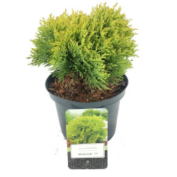 Tuja vakarinė (Lot Thuja occ.) 'Mirjam' C2,5/P18 15-20 CM | TUJOS | SPYGLIUOČIAI