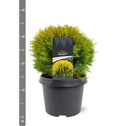 Tuja vakarinė (Lot Thuja occ.) 'Mirjam' C3/P19 25-30 CM