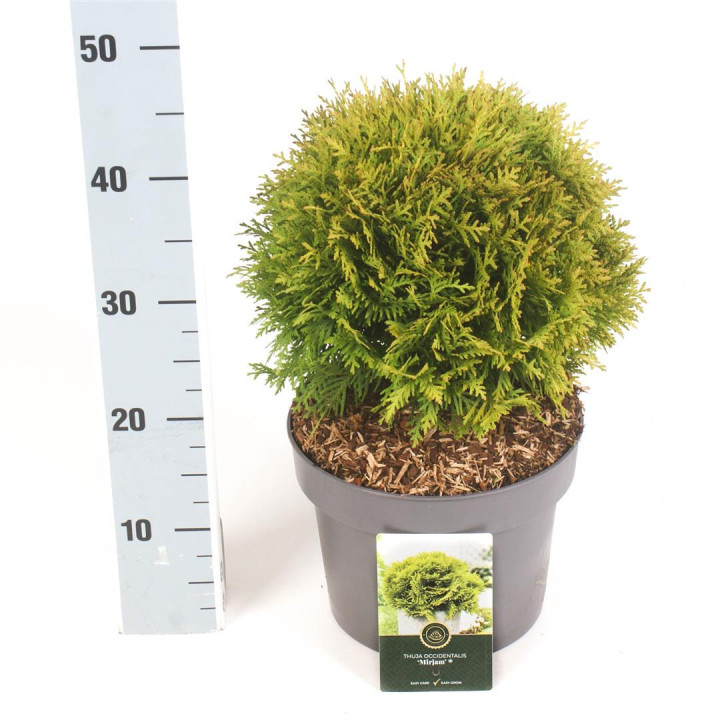 Tuja vakarinė (Lot Thuja occ.) 'Mirjam' C5/P23 30-40 CM | TUJOS | SPYGLIUOČIAI