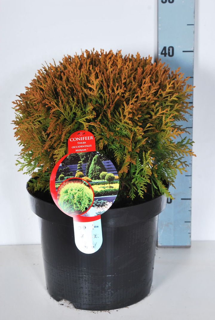 Tuja vakarinė (Lot Thuja occ.) 'Mirjam' C7,5/P26 30-35 CM | TUJOS | SPYGLIUOČIAI