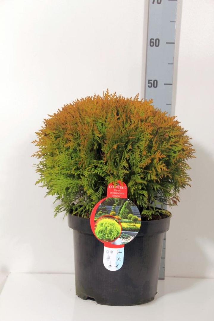 Tuja vakarinė (Lot Thuja occ.) 'Mirjam' C7,5/P26 30-40 CM