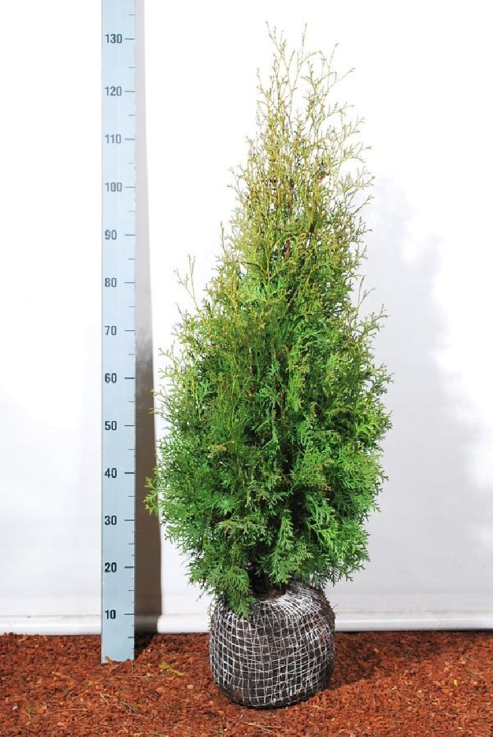 Tuja vakarinė (Lot Thuja occ.) 'Pyramidalis Compacta' 80-100 CM RB