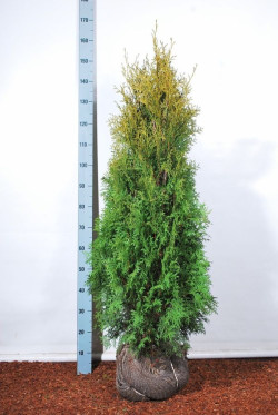Tuja vakarinė (Lot Thuja occ.) 'Pyramidalis Compacta' 100-125 CM RB