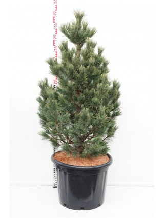 Pušis Kedrinė (Lot Pinus Cembra) 'Compacta Glauca' C65 80-100CM-PUŠYS-SPYGLIUOČIAI