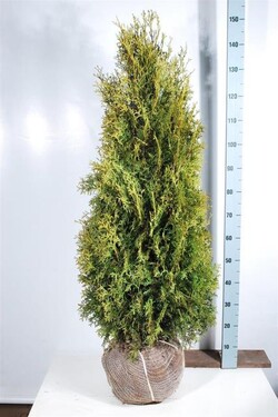 Tuja vakarinė (Lot Thuja occ.) 'Pyramidalis Compacta' 120-140 CM RB EXTRA