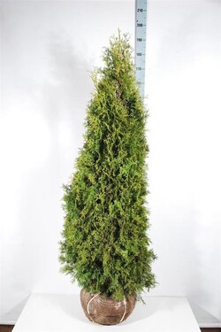 Tuja vakarinė (Lot Thuja occ.) 'Pyramidalis Compacta' 140-160 CM RB  EXTRA