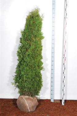 Tuja vakarinė (Lot Thuja occ.) 'Pyramidalis Compacta' 160-180 CM RB EXTRA