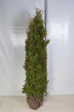 Tuja vakarinė (Lot Thuja occ.) 'Pyramidalis Compacta' 200-225 CM RB EXTRA