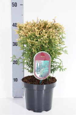 Tuja vakarinė (Lot Thuja occ.) 'Picadilly' C2,5/P18 20-25 CM