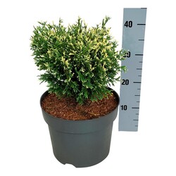 Tuja vakarinė (Lot Thuja occ.) 'Picadilly' C7,5/P26 25-30 CM