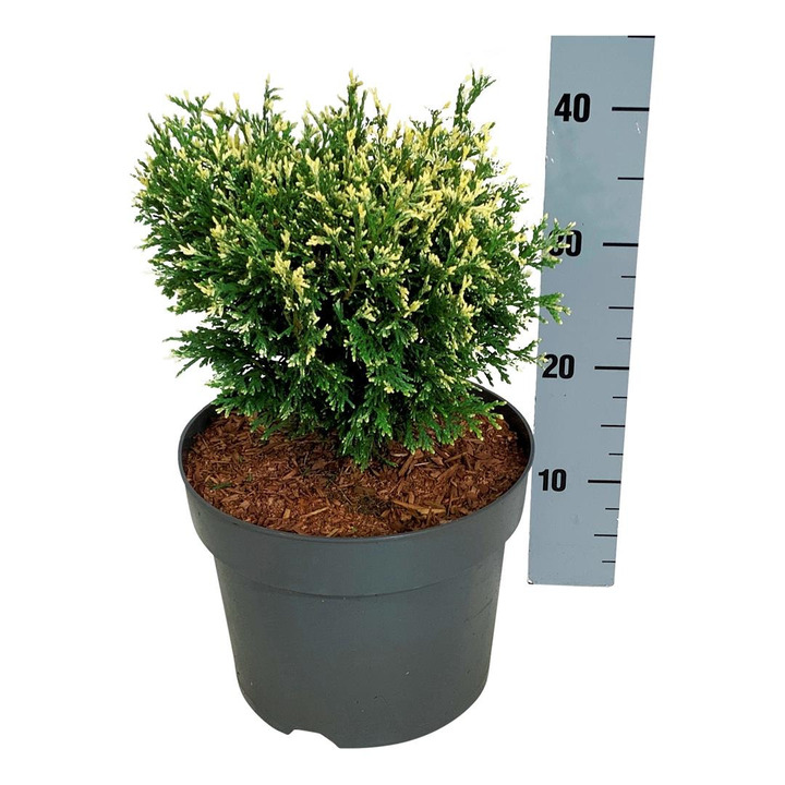 Tuja vakarinė (Lot Thuja occ.) 'Picadilly' C7,5/P26 25-30 CM