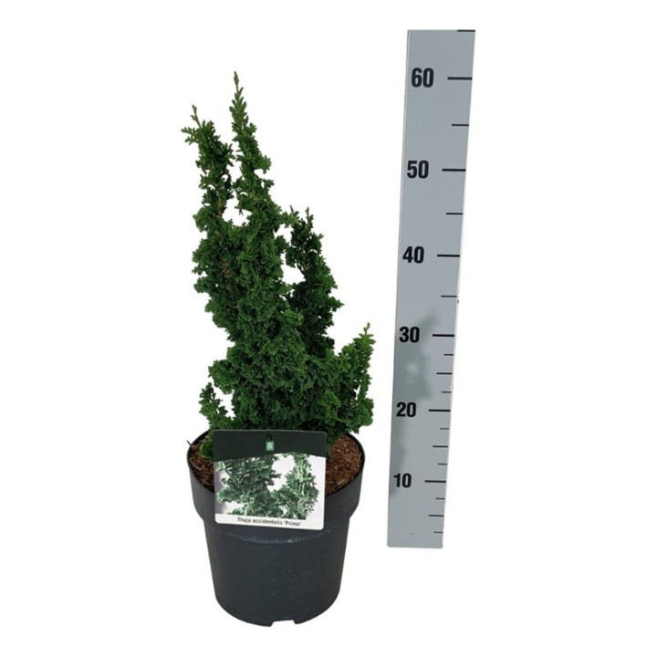 Tuja vakarinė (Lot Thuja occ.) 'Primo' C4/P21 25-30 CM