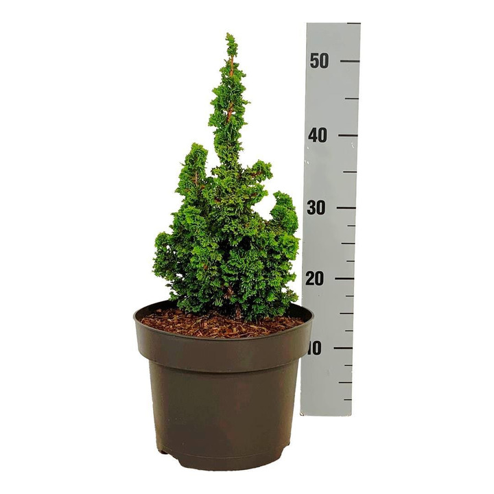 Tuja vakarinė (Lot Thuja occ.) 'Primo' C5/P23 15-20 CM