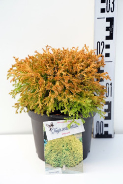 Tuja vakarinė (Lot Thuja occ.) 'Rheingold' C2/P17 20-25 CM | TUJOS | SPYGLIUOČIAI