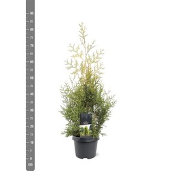 Tuja vakarinė (Lot Thuja occ.) 'Salland' C3/P19 60-80 CM