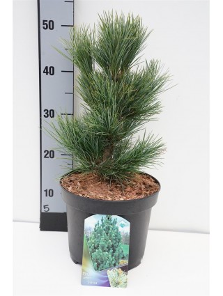 Pušis Kedrinė (Lot Pinus Cembra) 'Glauca' C5 30-40CM-PUŠYS-SPYGLIUOČIAI
