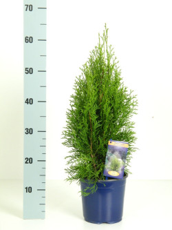 Tuja vakarinė (Lot Thuja occ.) 'Smaragd' C2/P17 30-40 CM | TUJOS | SPYGLIUOČIAI
