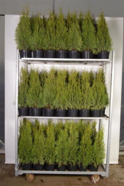 Tuja vakarinė (Lot Thuja occ.) 'Smaragd' C2/P17 40-60 CM | TUJOS | SPYGLIUOČIAI