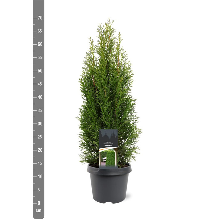 Tuja vakarinė (Lot Thuja occ.) 'Smaragd' C3/P19 40-50 CM