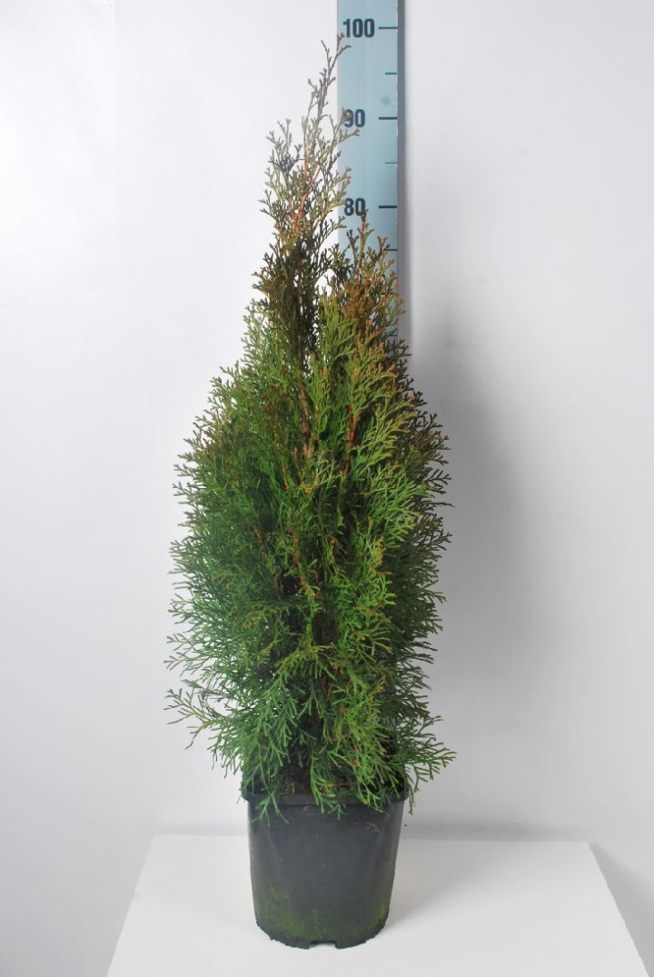 Tuja vakarinė (Lot Thuja occ.) 'Smaragd' C4/P21 60-80 CM | TUJOS | SPYGLIUOČIAI