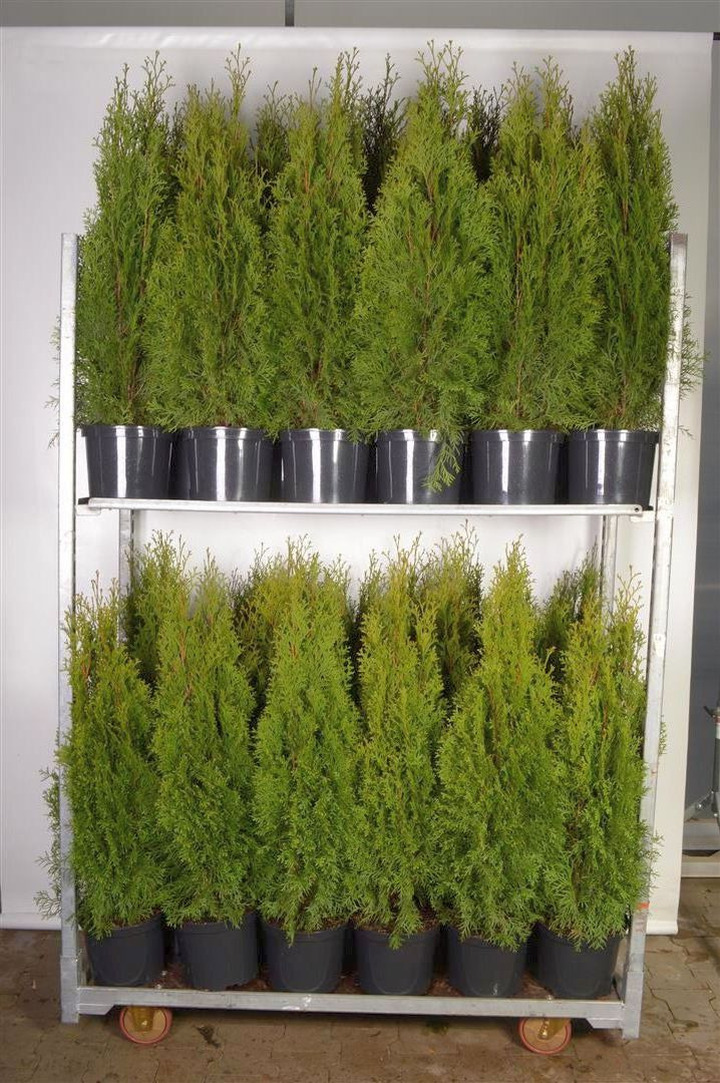 Tuja vakarinė (Lot Thuja occ.) 'Smaragd' C5/P23 80-100 CM | TUJOS | SPYGLIUOČIAI