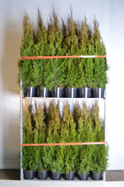 Tuja vakarinė (Lot Thuja occ.) 'Smaragd' C5/P23 100-120 CM | TUJOS | SPYGLIUOČIAI