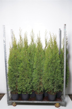 Tuja vakarinė (Lot Thuja occ.) 'Smaragd' C5/P23 120-140 CM