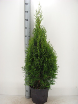 Tuja vakarinė (Lot Thuja occ.) 'Smaragd' C7,5/P26 80-100 CM - nuotrauka 1