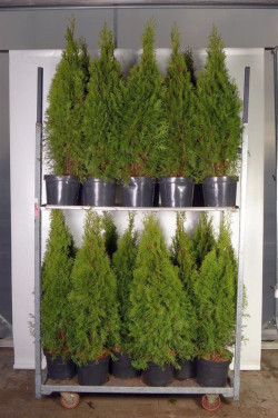 Tuja vakarinė (Lot Thuja occ.) 'Smaragd' C7,5/P26 80-100 CM - nuotrauka 2