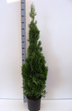 Tuja vakarinė (Lot Thuja occ.) 'Smaragd' C7,5/P26 100-125 CM - nuotrauka 1