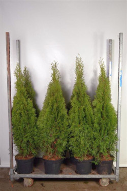 Tuja vakarinė (Lot Thuja occ.) 'Smaragd' C7,5/P26 100-125 CM - nuotrauka 2