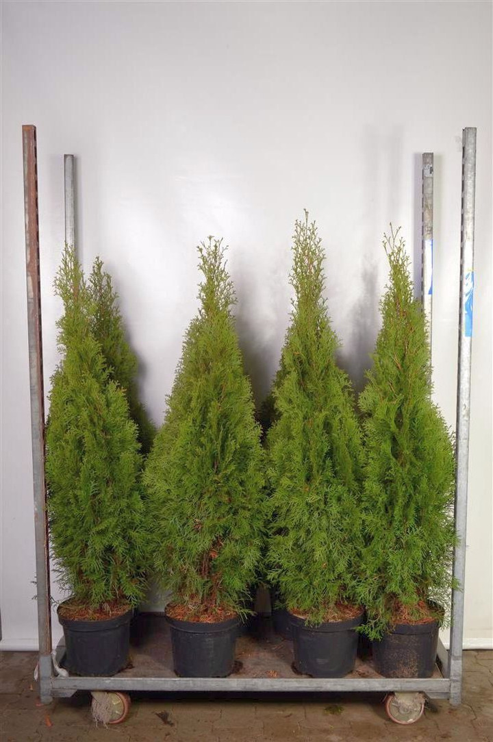 Tuja vakarinė (Lot Thuja occ.) 'Smaragd' C7,5/P26 100-125 CM