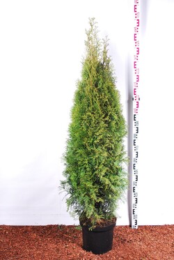 Tuja vakarinė (Lot Thuja occ.) 'Smaragd' C10 120-140 CM