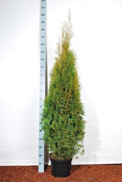 Tuja vakarinė (Lot Thuja occ.) 'Smaragd' C10 140-160 CM