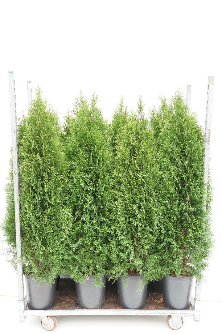 Tuja vakarinė (Lot Thuja occ.) 'Smaragd' C12 120-140 CM | TUJOS | SPYGLIUOČIAI