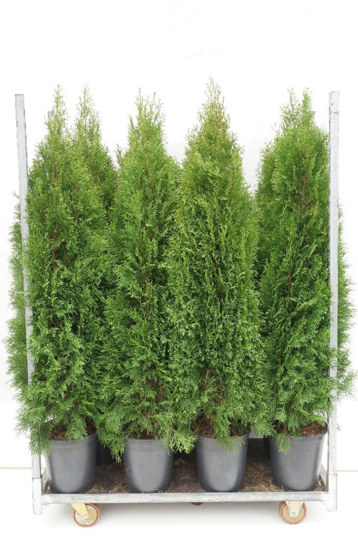 Tuja vakarinė (Lot Thuja occ.) 'Smaragd' C12 140-160 CM | TUJOS | SPYGLIUOČIAI