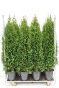 Tuja vakarinė (Lot Thuja occ.) 'Smaragd' C12 160-180 CM | TUJOS | SPYGLIUOČIAI
