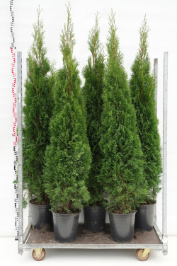 Tuja vakarinė (Lot Thuja occ.) 'Smaragd' C12 180-200 CM