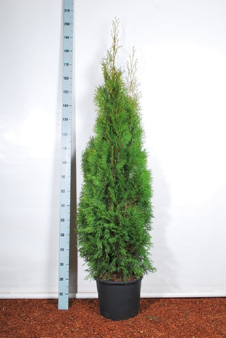 Tuja vakarinė (Lot Thuja occ.) 'Smaragd' C15 140-160 CM | TUJOS | SPYGLIUOČIAI