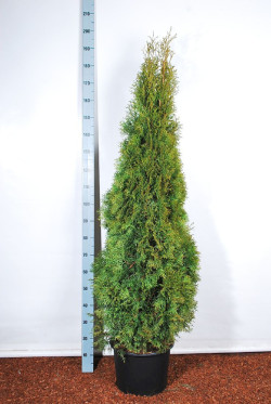 Tuja vakarinė (Lot Thuja occ.) 'Smaragd' C15 160-180 CM.