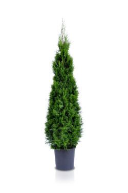 Tuja vakarinė (Lot Thuja occ.) 'Smaragd' C18 125-150 CM | TUJOS | SPYGLIUOČIAI