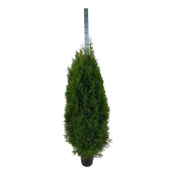 Tuja vakarinė (Lot Thuja occ.) 'Smaragd' C20 160-180 CM.