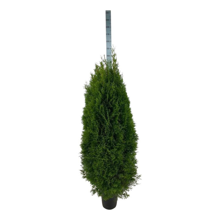 Tuja vakarinė (Lot Thuja occ.) 'Smaragd' C20 160-180 CM.